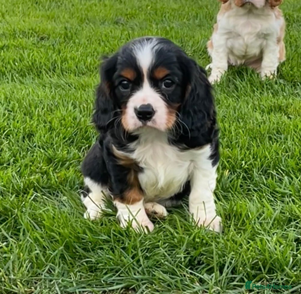 Cavalier King Charles Spaniel dogs Beautiful King Charles Cavalier puppies - Advert 2