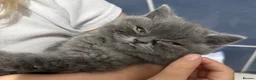 British Shorthair cats for sale: Stunning British Shorthair Kittens - Advert 9