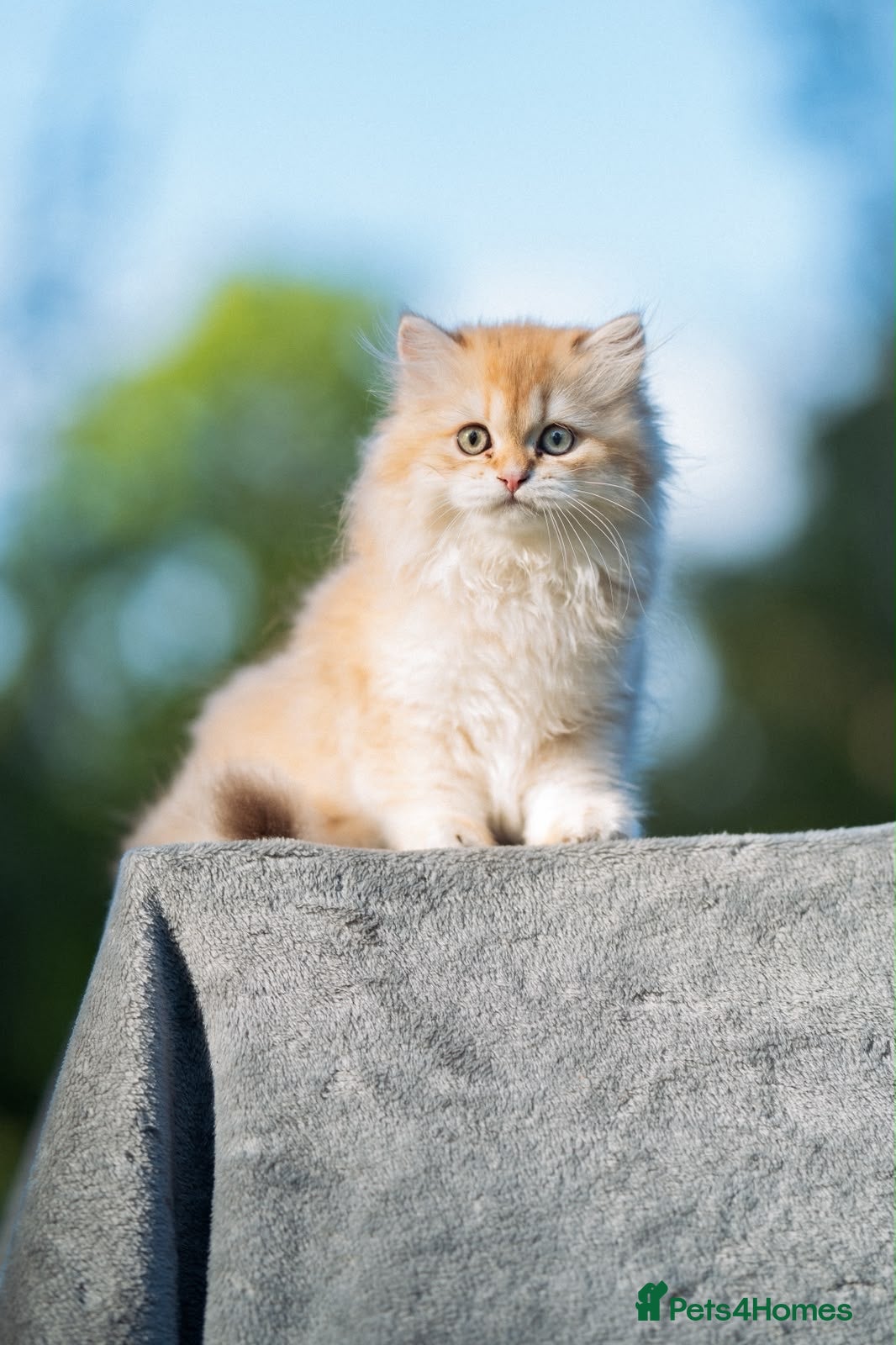 British Longhair cats GCCF reg British Longhair Chocolate Golden Male - Advert 1