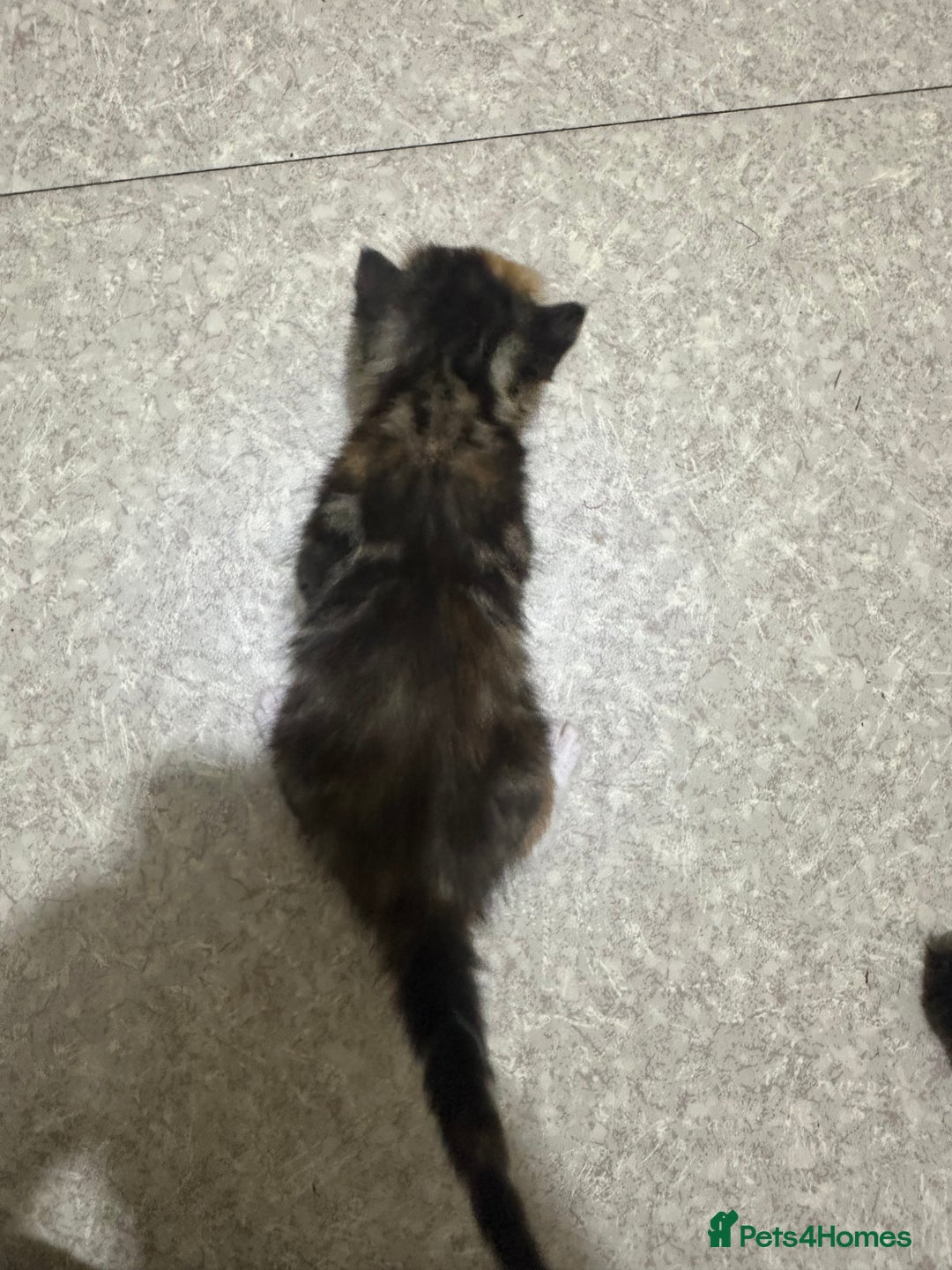 Norwegian Forest Cat cats for sale: Kittens for sale  - Advert 12