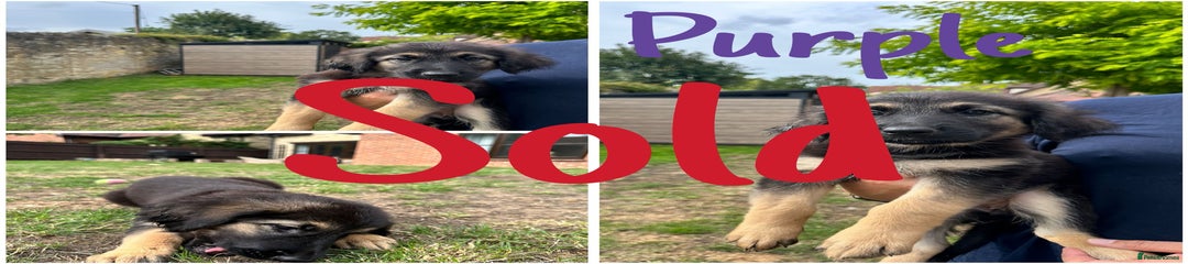 Purple Puppy 4