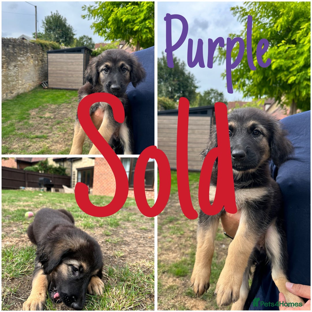 Mixed Breed dogs for sale: Reduced!! Ready now!  Golden Shepherd Pups - Image 12