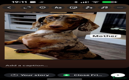 Dachshund dogs for sale: Black and tan silver dapple Daschund  - Image 6