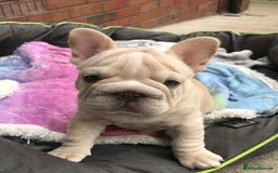 French Bulldog dogs for sale:  Price drop ⭐️French bulldogs from £1350  to £1500 in Liverpool - Image 5