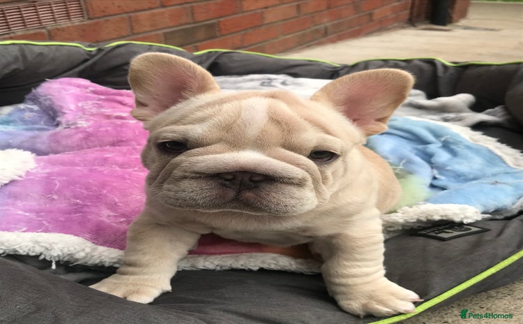 French Bulldog dogs in Liverpool - Advert 14