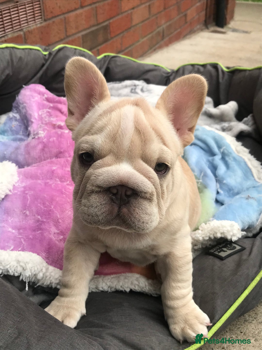 French Bulldog dogs for sale:  Price drop ⭐️French bulldogs from £1350  to £1500 in Liverpool - Image 5
