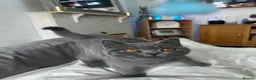British Shorthair cats for sale: 🏆CHAMPION BLOODLINE 🏆 British shorthair  - Advert 4
