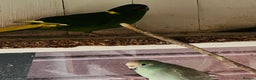 Parakeets birds for sale: Kakkarikka (parakeet) pair £120 - Advert 3