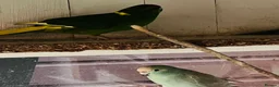 Parakeets birds for sale: Kakkarikka (parakeet) pair £100 - Advert 3