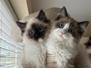 Ragdoll cats Ragdoll kittens now have two available. - Advert 14