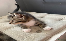 Maine Coon cats for sale: Maine coon cross kitten - Image 1