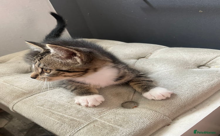 Maine Coon cats - Advert 2