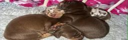 Miniature Dachshund dogs for sale: Stunning kc babies ready to leave ready for  **  in Portsmouth - Advert 1