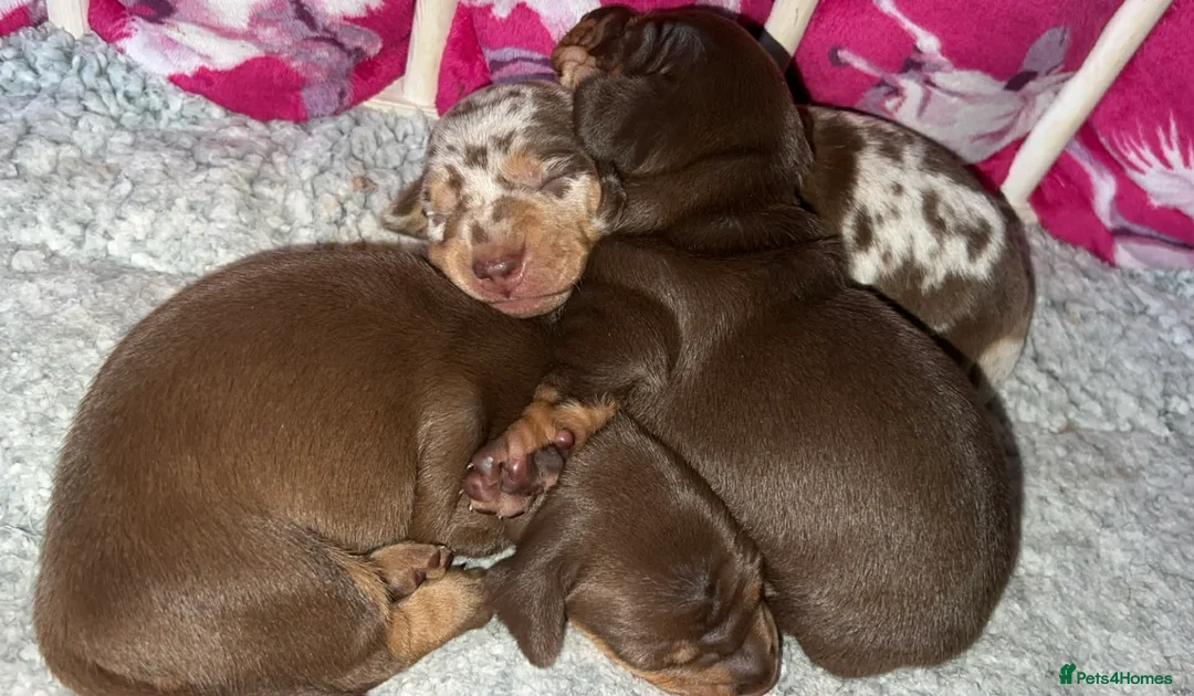 Miniature Dachshund dogs for sale: Stunning kc babies ready to leave ready for  **  in Portsmouth - Advert 1