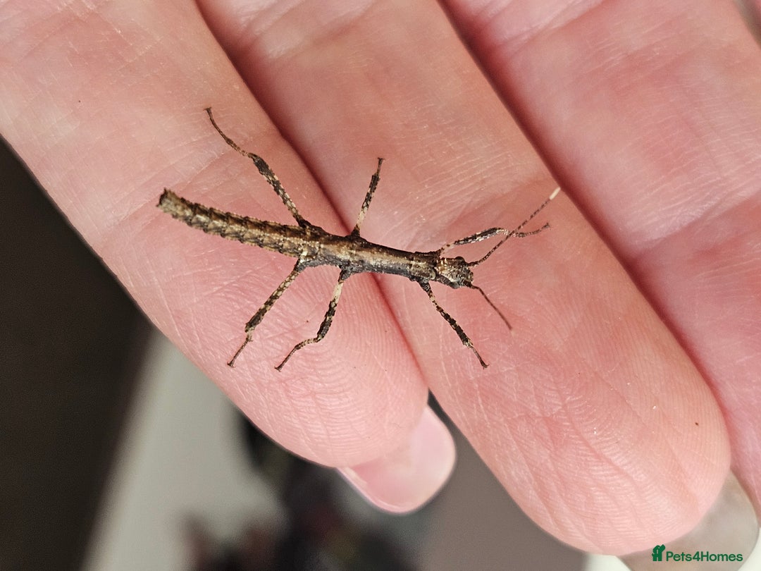 Stick Insects invertebrates for sale: Stick insect nymphs - Image 4