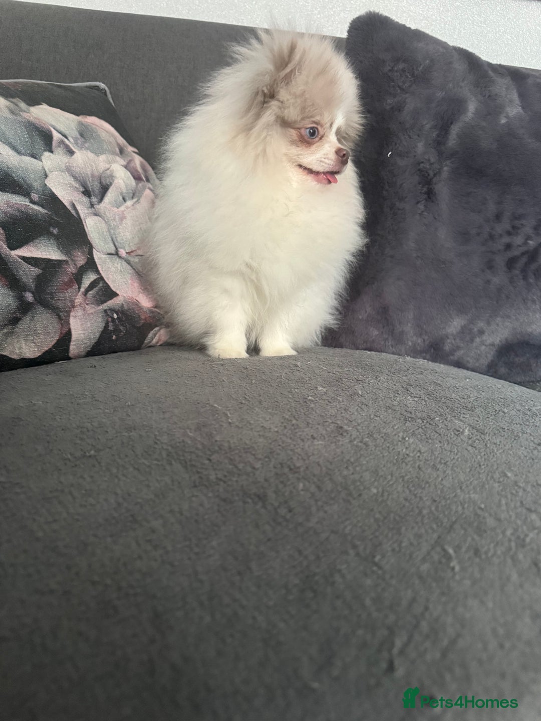 Pomeranian dogs for sale: Pomeranian boy ❤️ - Advert 4