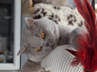 British Shorthair cats Champion GCCF British Shorthair stud in Derby - Advert 1