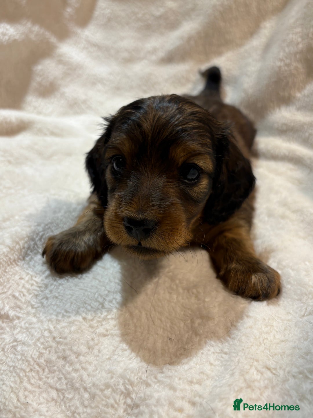 Miniature Dachshund dogs for sale: Beautiful Pedigree KC Reg Mini Longhair Dachshunds - Advert 10