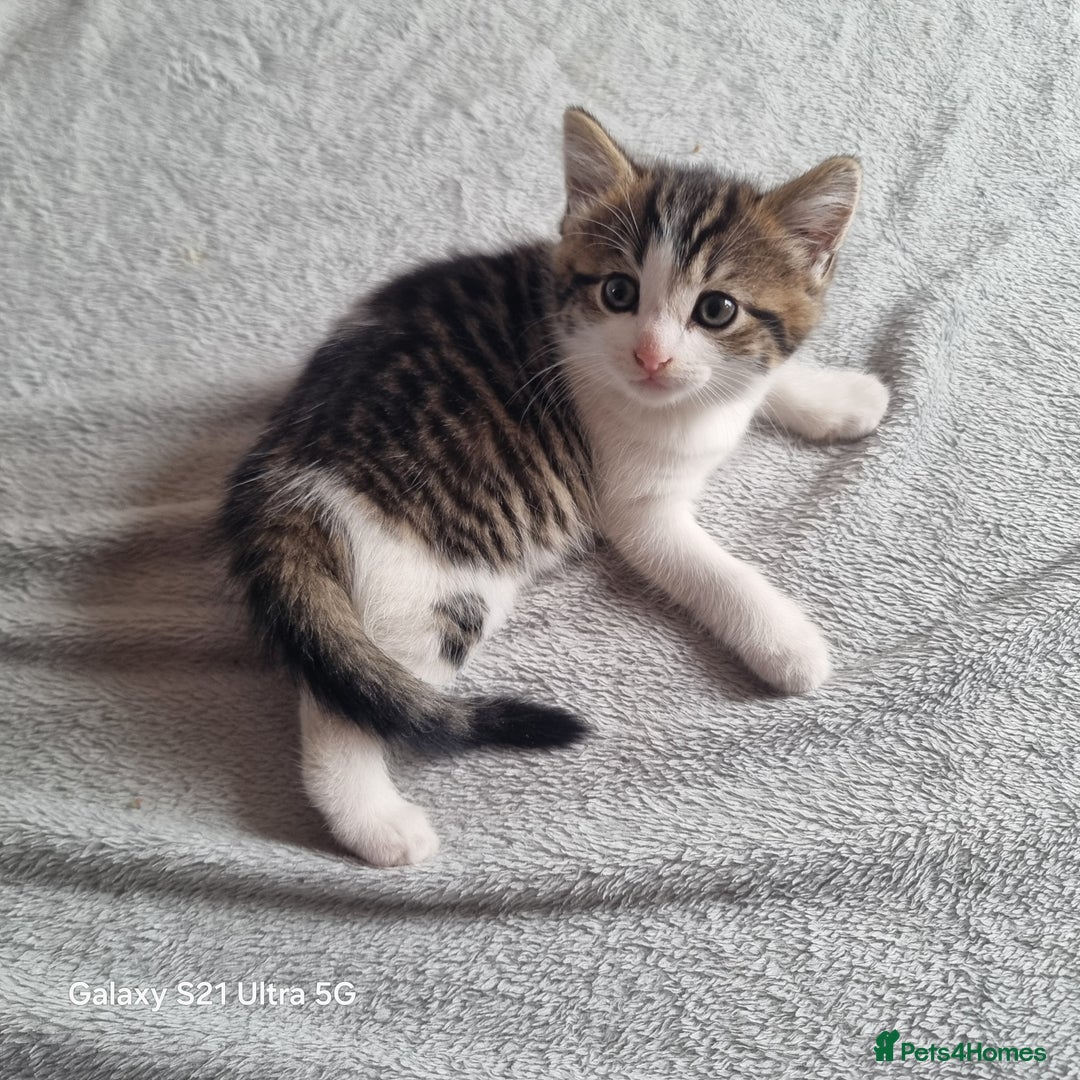 Mixed Breed cats for sale: 5 Cute Kittens For Sale!!! - Image 11
