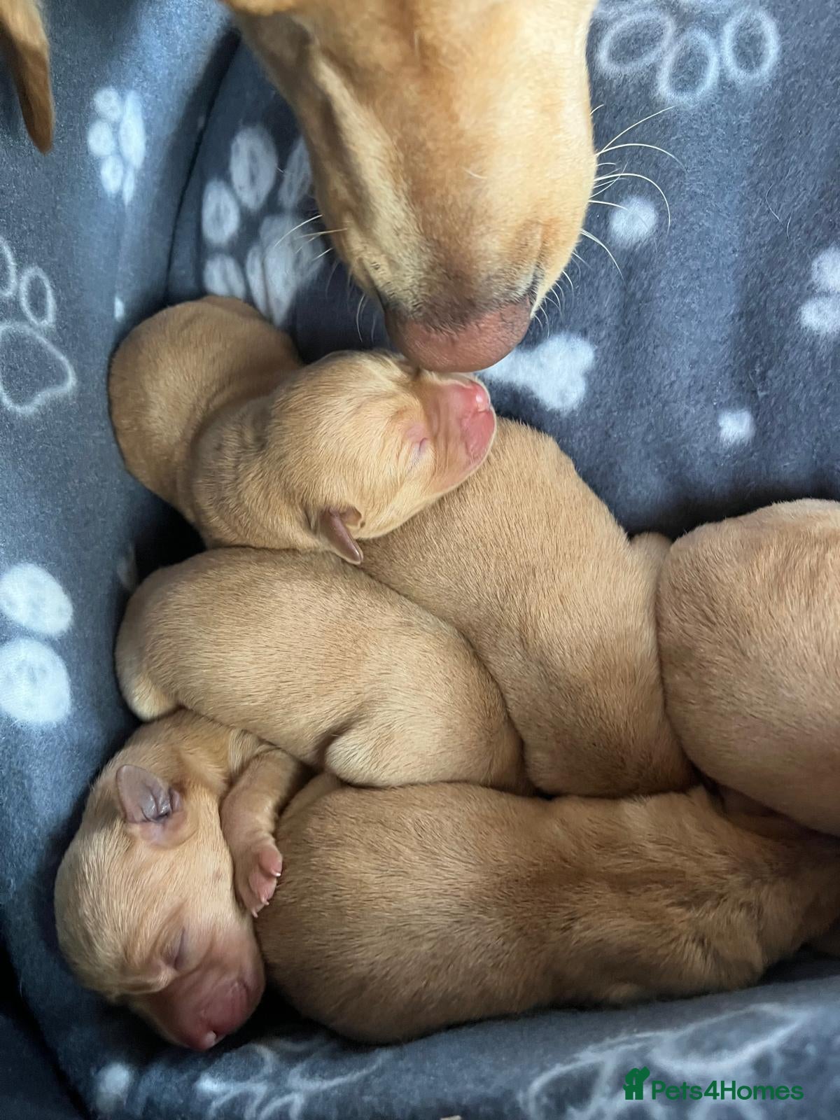 Labrador Retriever dogs for sale: 7 perfect plump little Red Labrador puppies - Advert 1