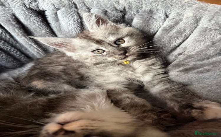 Maine Coon cats - Advert 4
