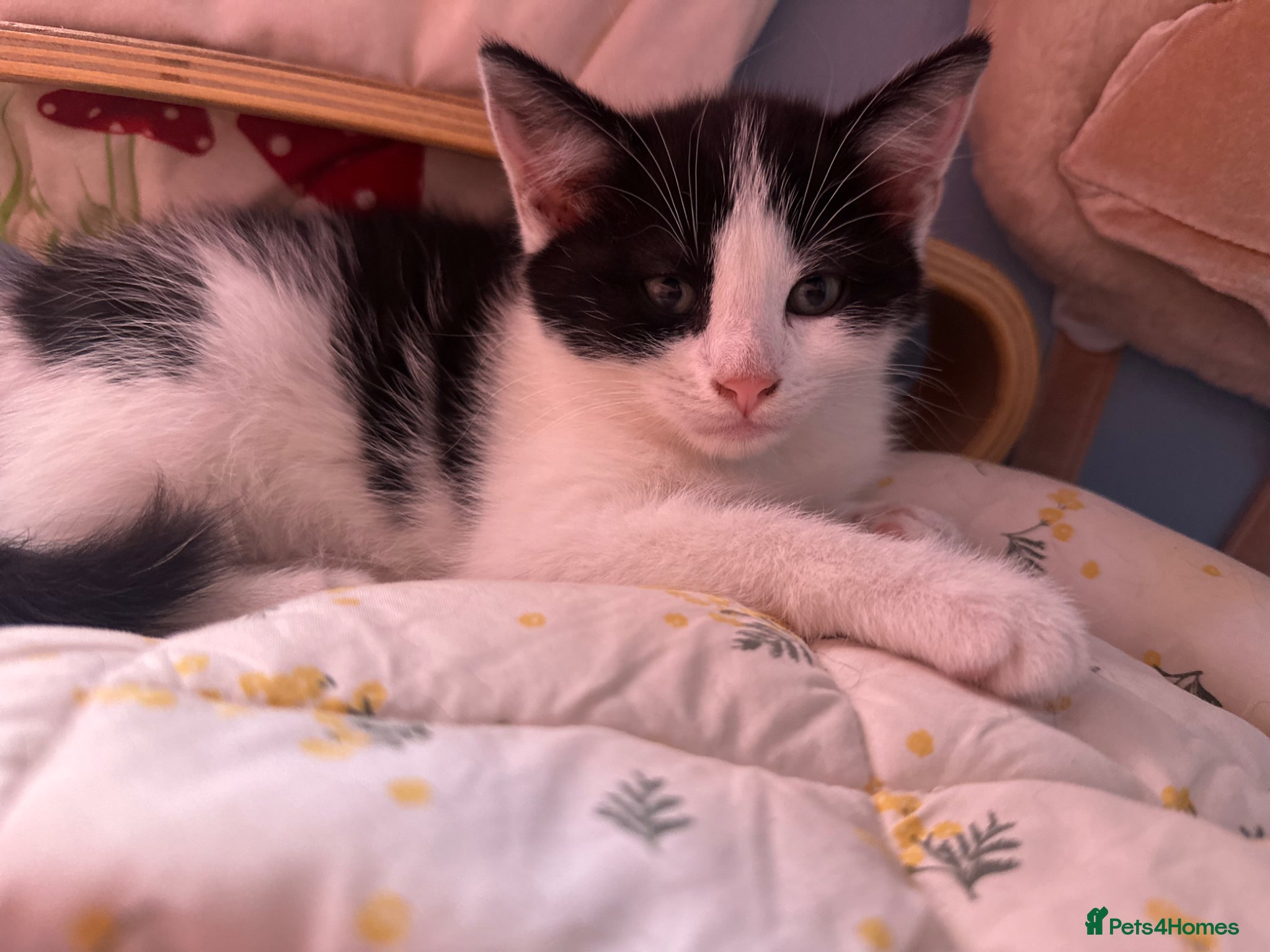 Mixed Breed cats for sale: Last 2 remaining reduced beautiful playful kittens - Advert 15