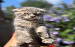 British Shorthair cats for sale: Beautiful British cat  - Image 13