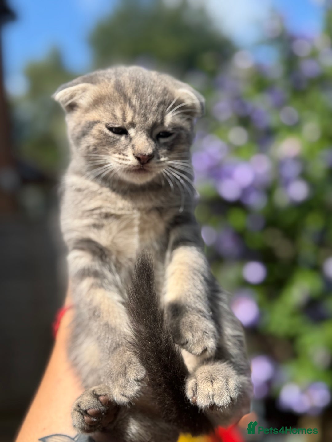 British Shorthair cats for sale: Beautiful British cat  - Image 13