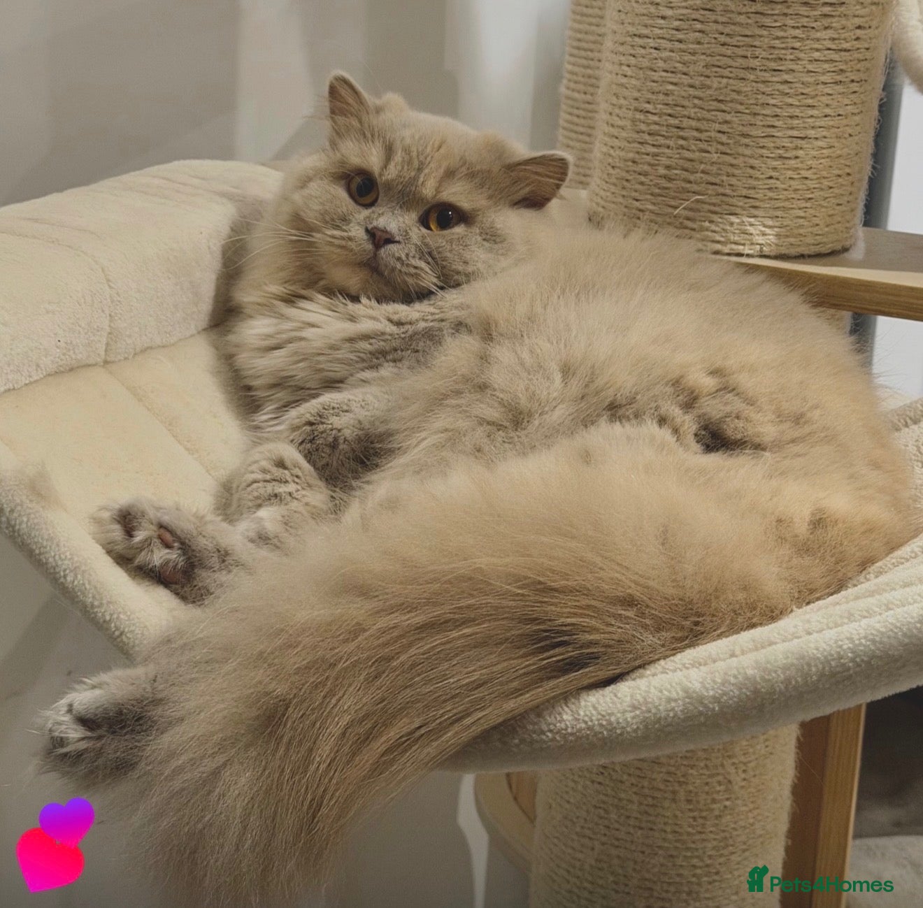 British Shorthair cats Beautiful GCCF Registered British Kittens - Advert 2