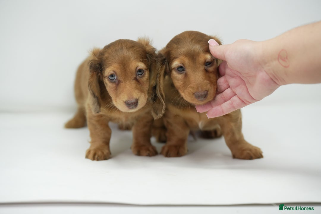 Dachshund dogs for sale: Long haired miniature dachshunds  - Image 17