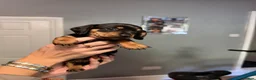 Miniature Dachshund dogs for sale: MINIATURE DACHSHUND PUPPIES 3 BOYS & 5 GIRLS 🐾 in Liverpool - Advert 18