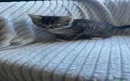 Mixed Breed cats for sale: Tabby kittens for sale - Image 6