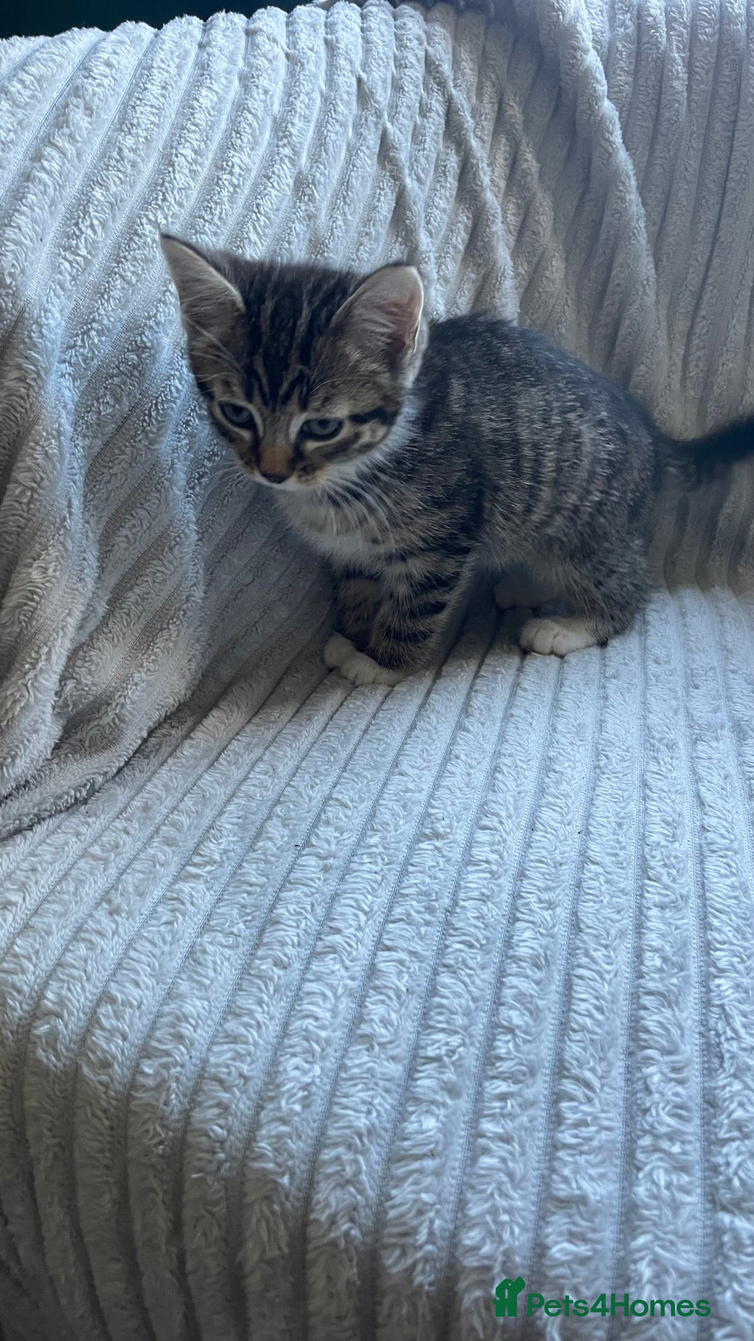 Mixed Breed cats for sale: Tabby kittens for sale - Image 6