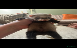 Ferret rodents for sale: Baby ferrets  - Image 8