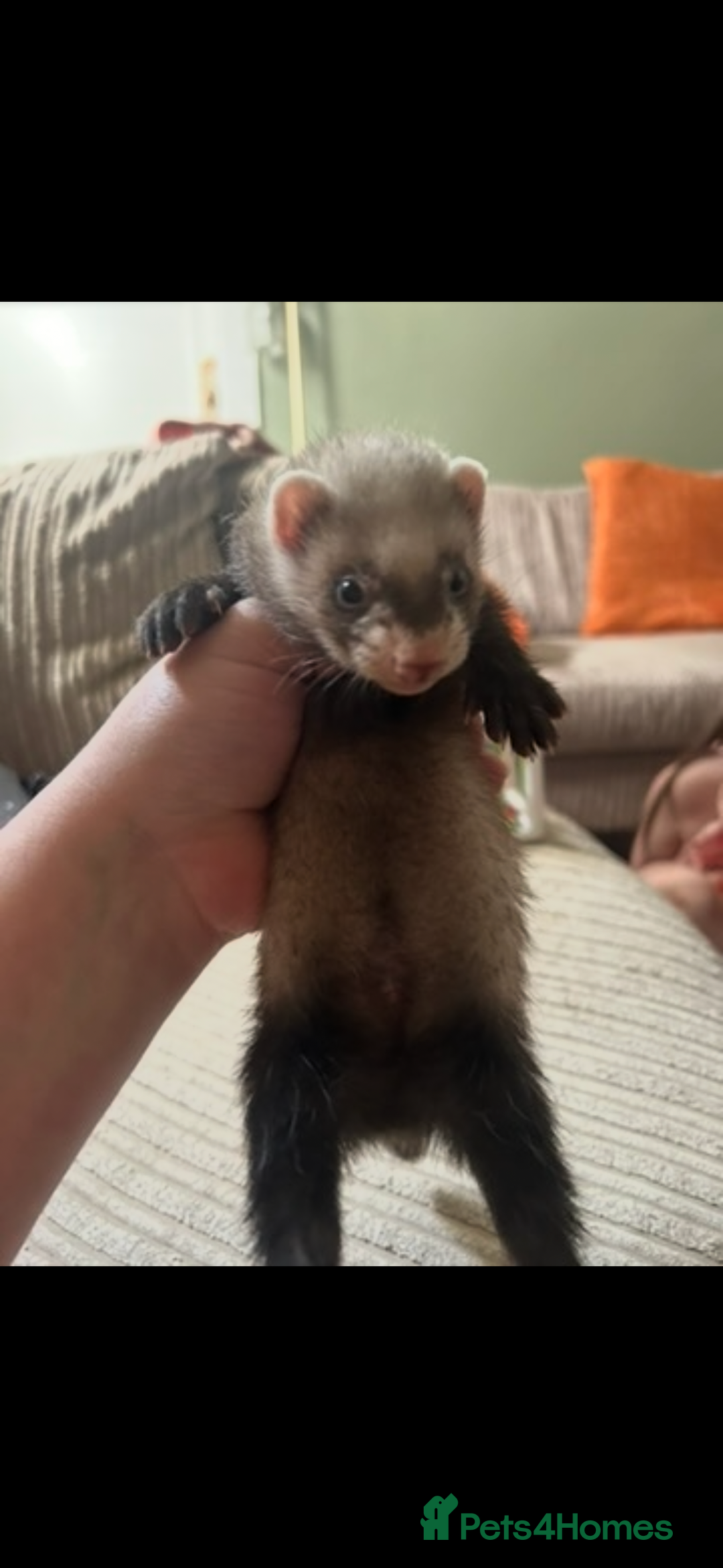 Ferret rodents for sale: Baby ferrets  - Image 8