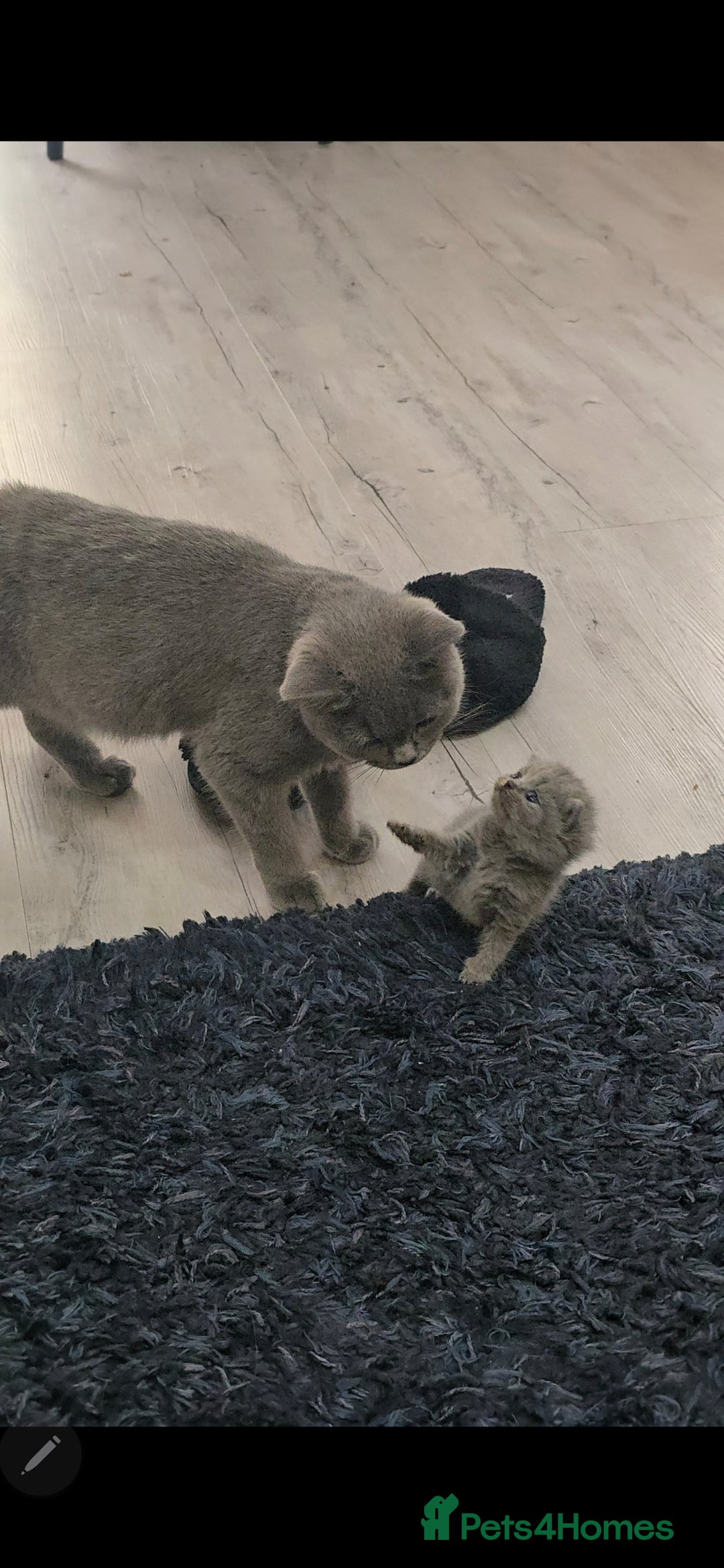 British Shorthair cats for sale: Beautiful chunky british shorthair kittens - Image 2