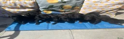 Mixed Breed dogs for sale: Labrador cross  - Advert 10