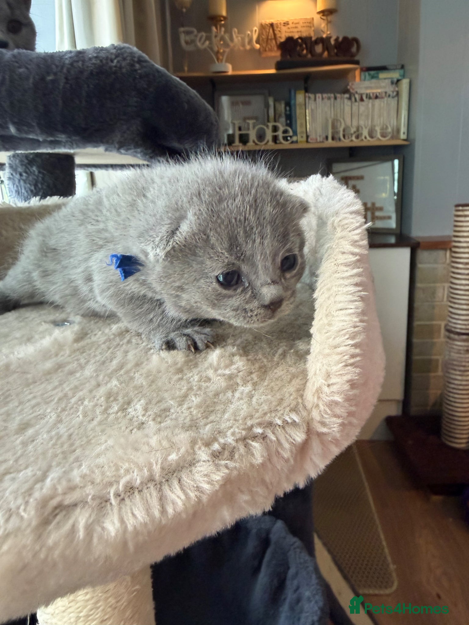 British Shorthair cats Pedigree British Shorthair Kittens – Ready May - Advert 2