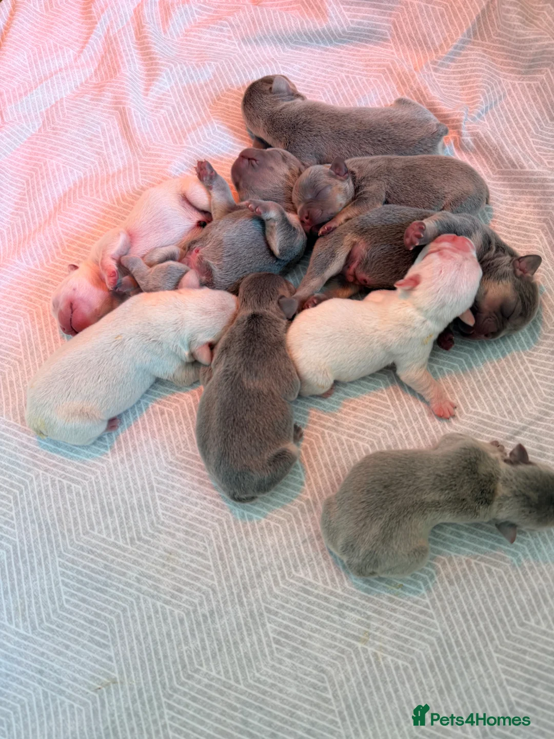 French Bulldog dogs for sale: Fluffy French bulldog puppies  in Grimsby - Advert 17