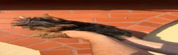 Yorkshire Terrier dogs for sale: Beautiful KC Registered Yorkshire Terrier Males - Advert 13