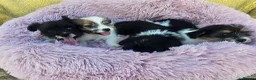 Mixed Breed dogs for sale: Jack-shih puppies - Advert 5