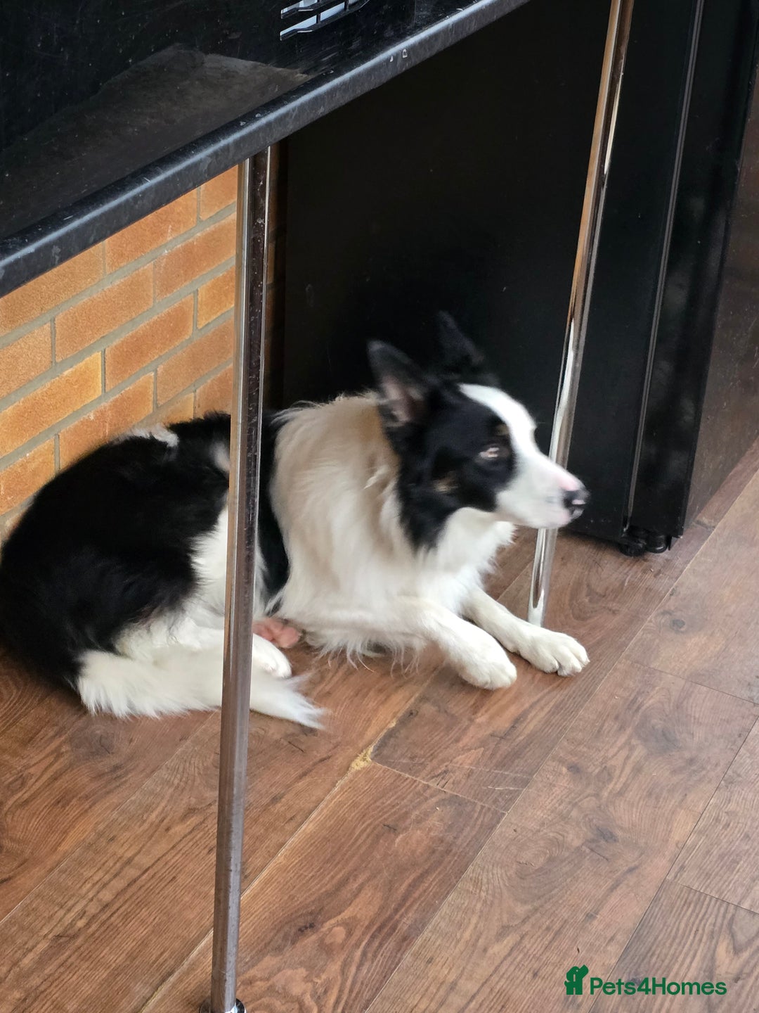 Border Collie dogs for sale: Border collie  - Advert 4