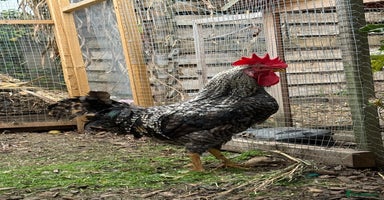 Chickens poultry - Advert 14