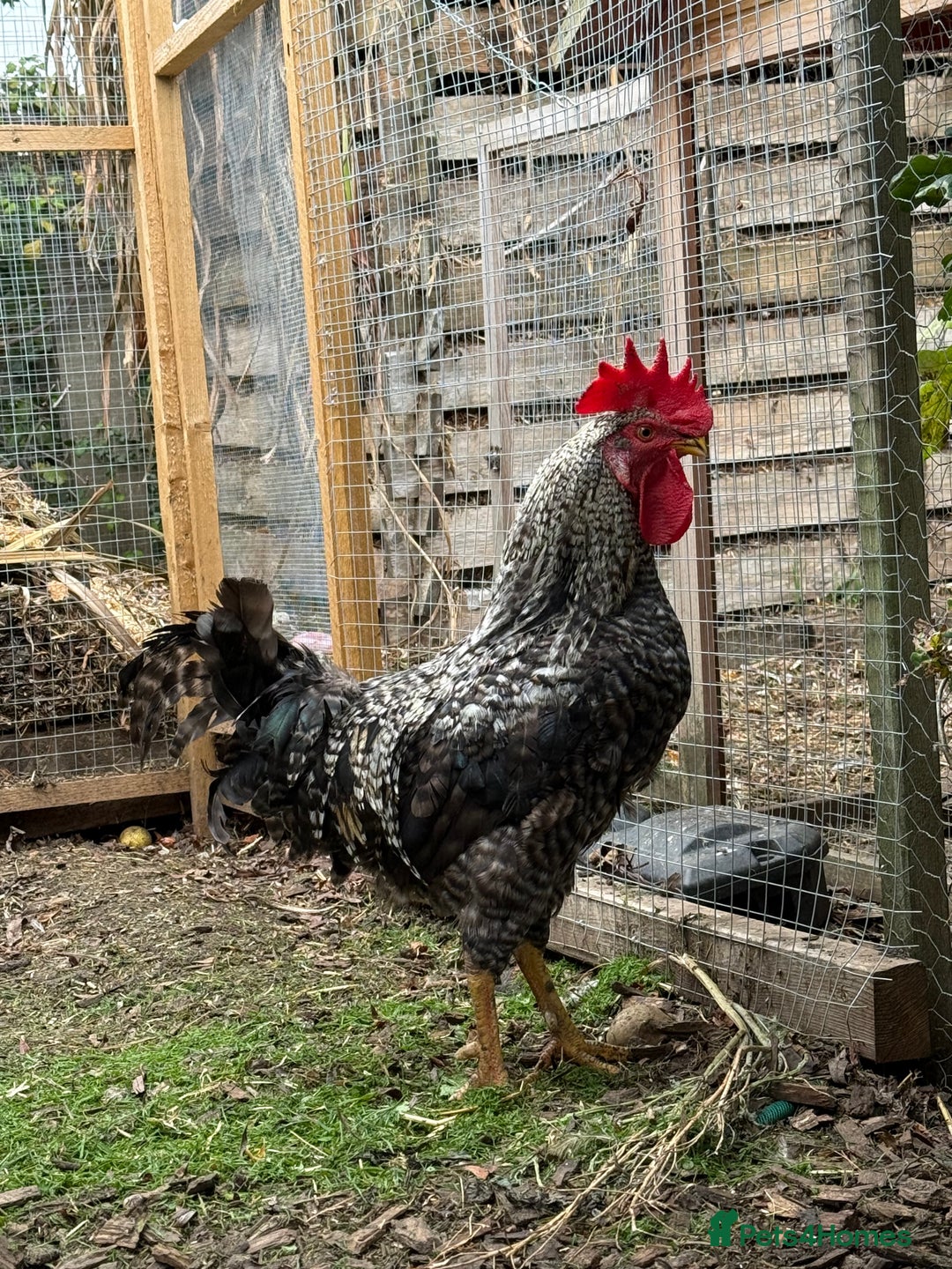Chickens poultry for sale: Cockerels For Sale - Image 3