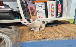 Domestic Shorthair cats for sale: Sweet white and black kitten - Image 1