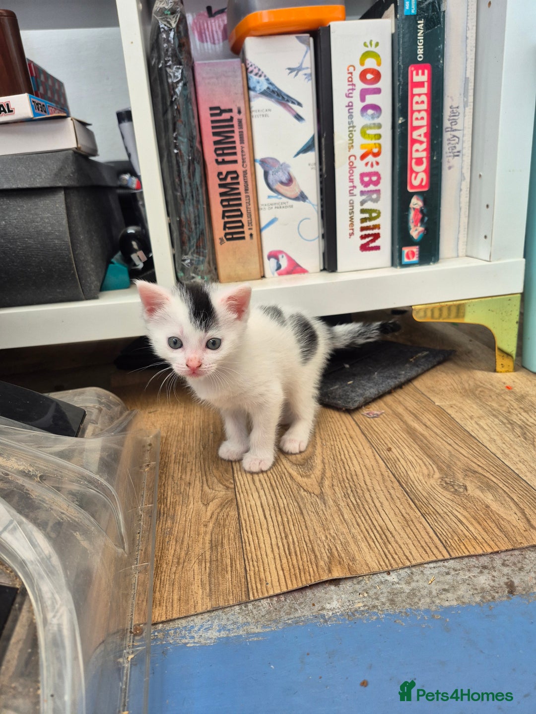 Domestic Shorthair cats for sale: Sweet white and black kitten - Image 1