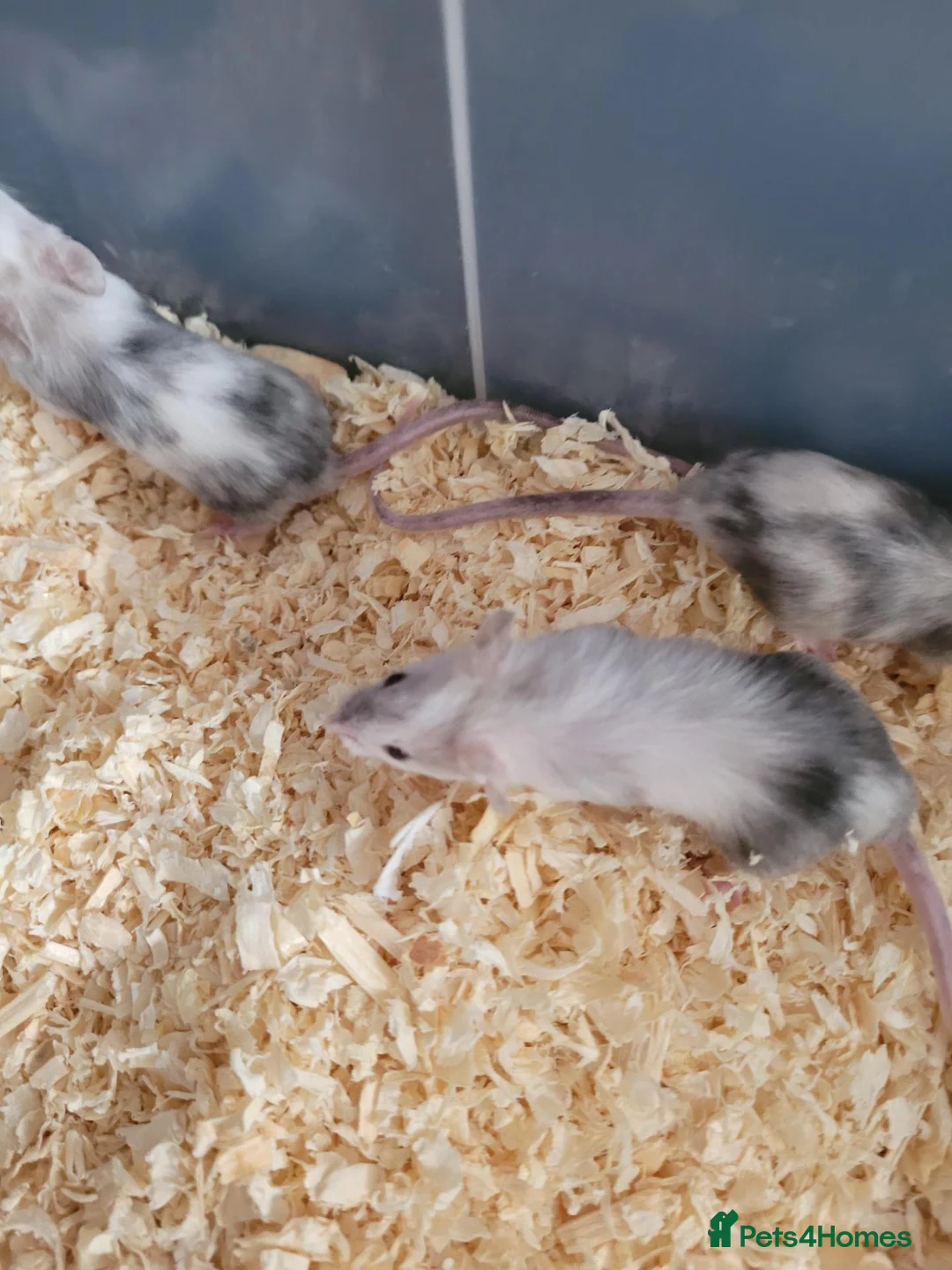 Mouse rodents for sale: Domestic/pet mice. in Bury - Advert 6