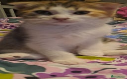 Mixed Breed cats for sale: Female - Image 2