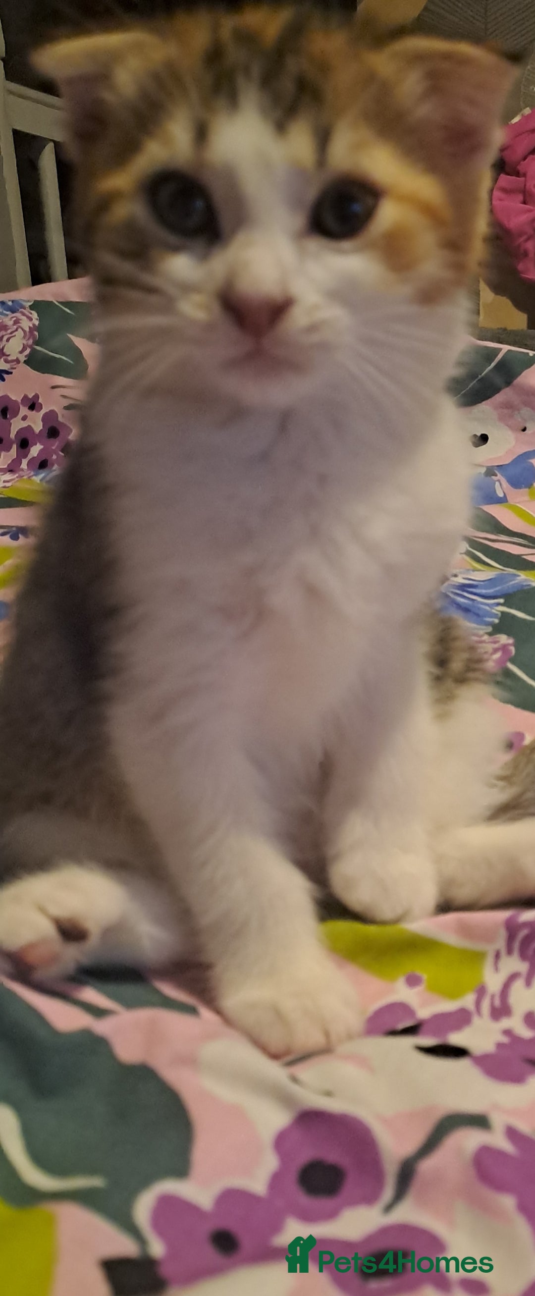 Mixed Breed cats for sale: Female - Image 2