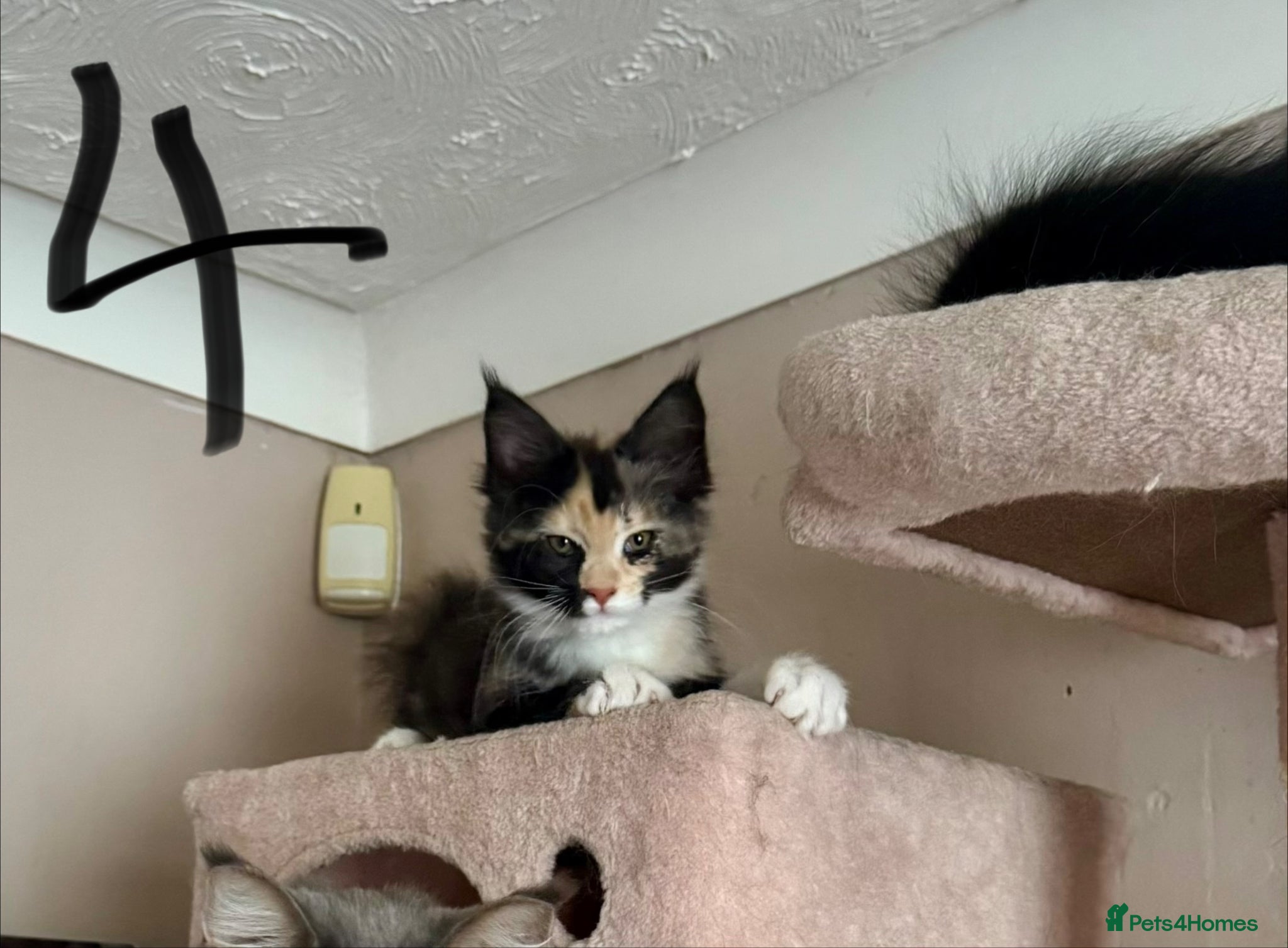 Maine Coon cats for sale: TICA MAINE COON BOY - £800.   - Advert 22